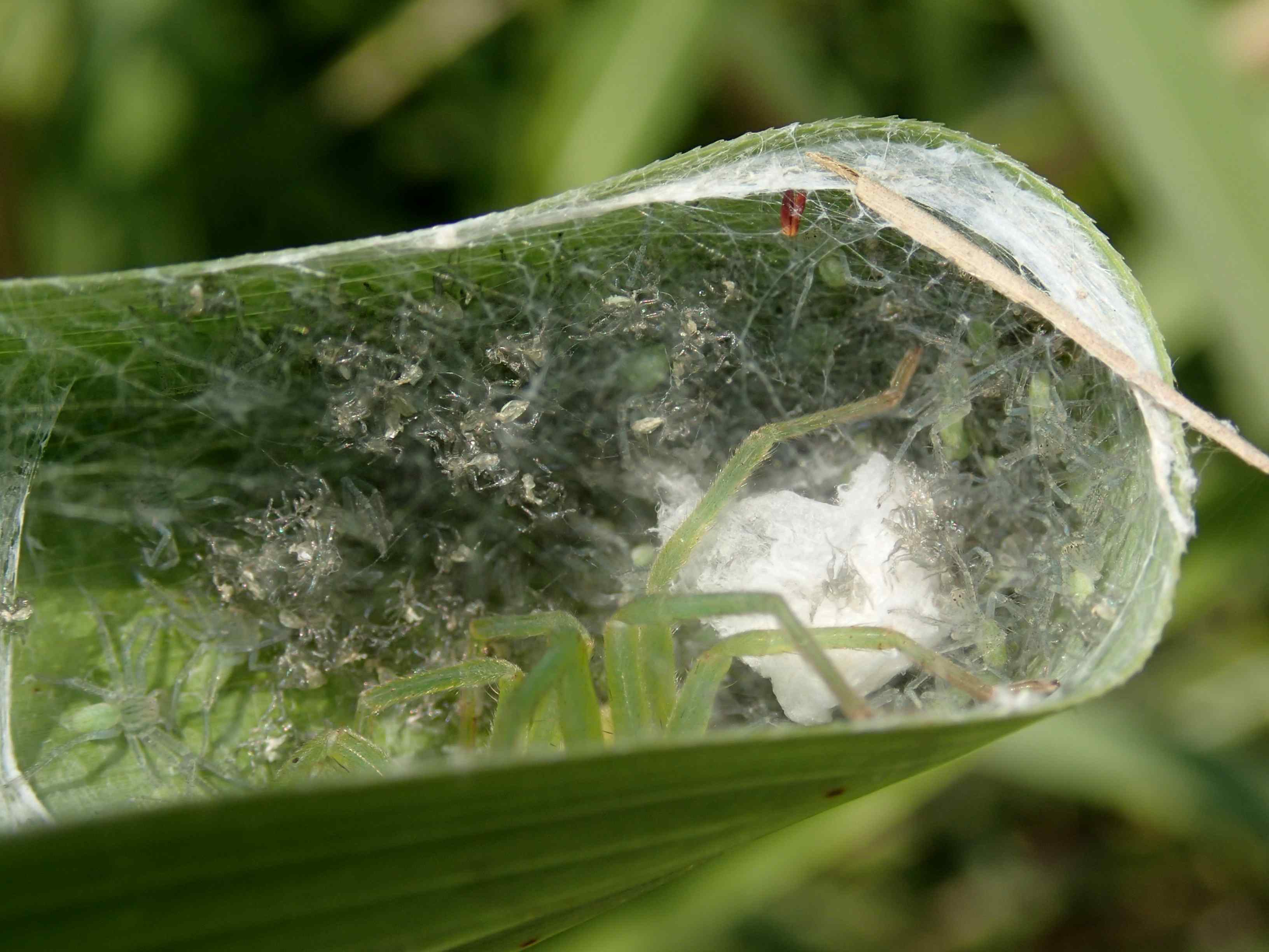 Micrommata virescens (sling e prima muta) - Lughignano (TV)