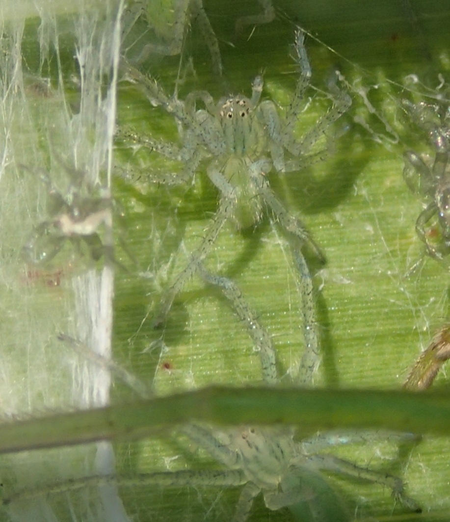 Micrommata virescens (sling e prima muta) - Lughignano (TV)