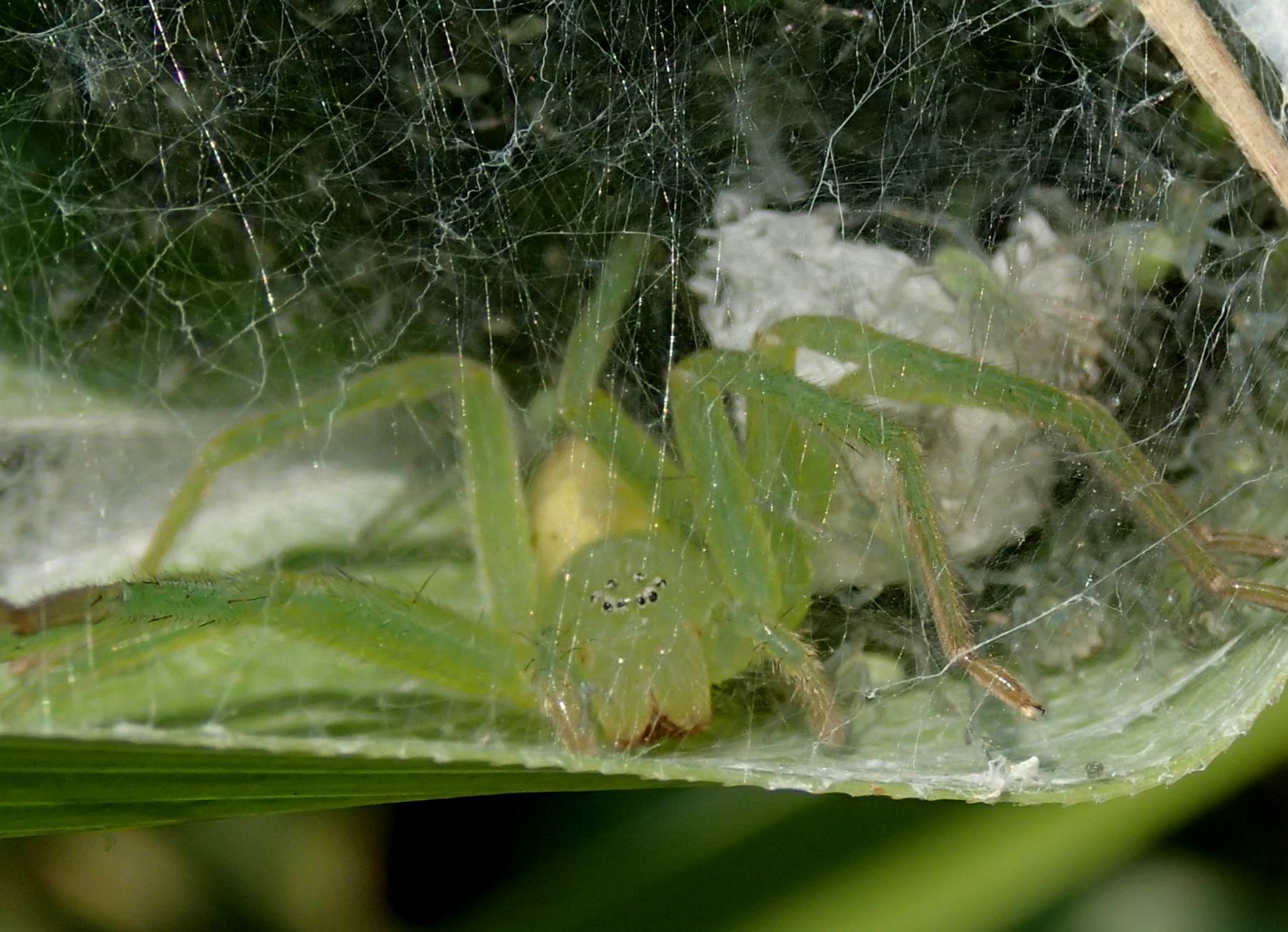 Micrommata virescens (sling e prima muta) - Lughignano (TV)