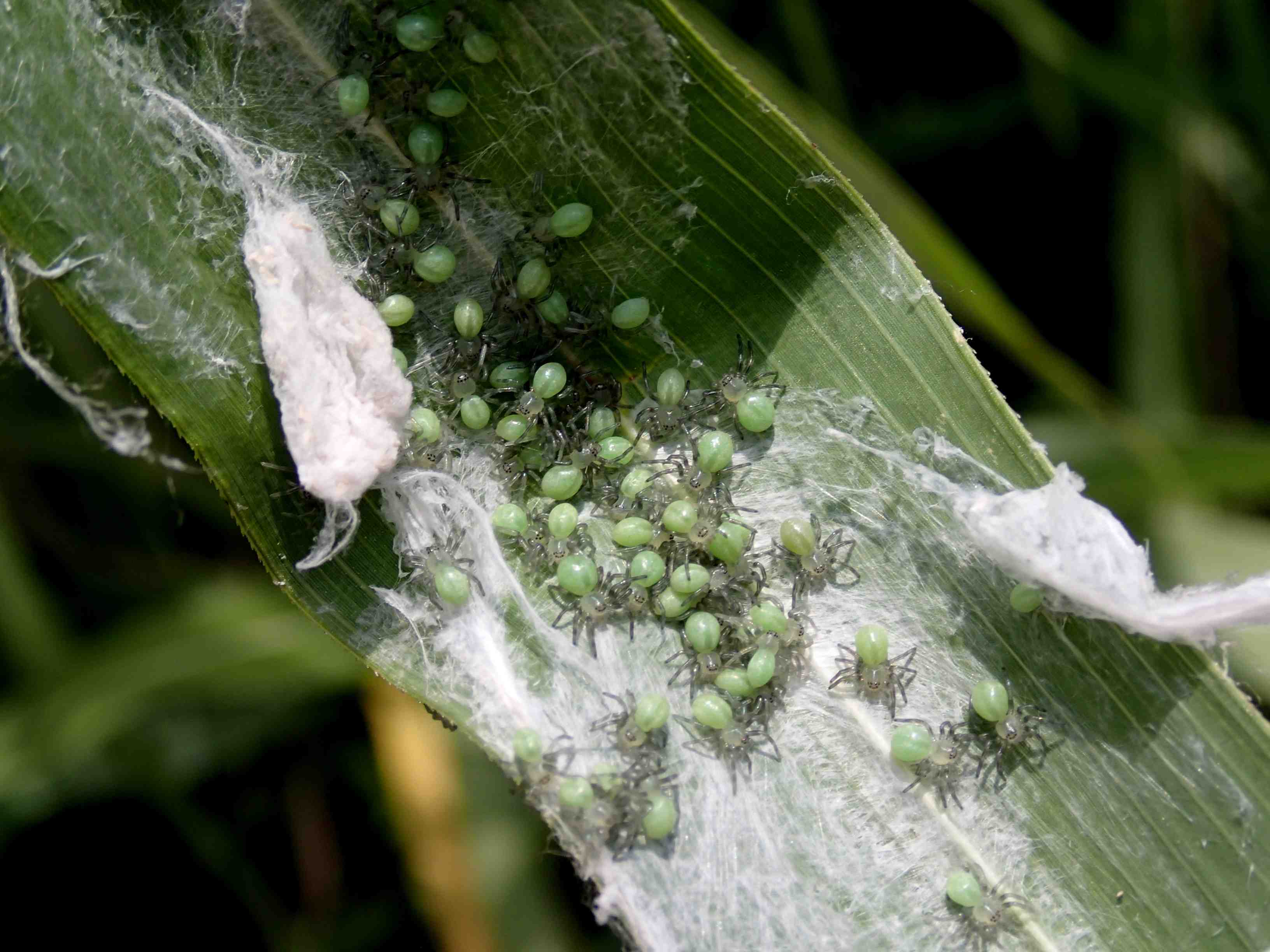 Micrommata virescens (sling e prima muta) - Lughignano (TV)