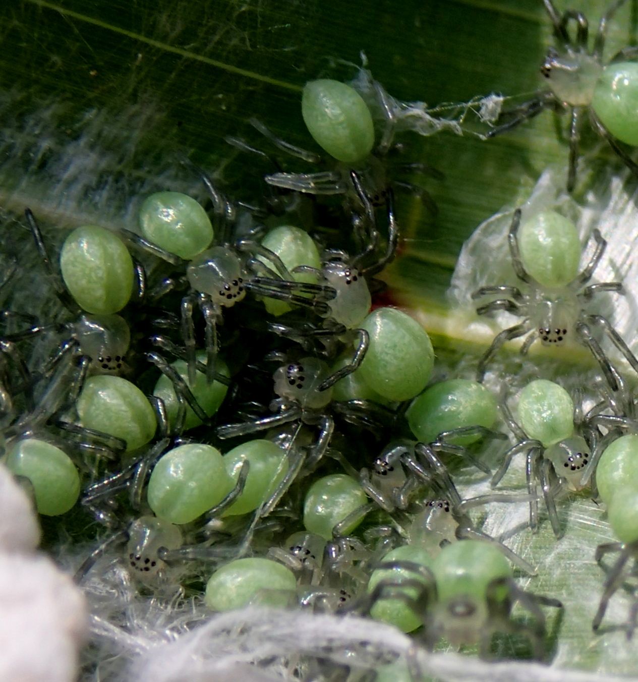 Micrommata virescens (sling e prima muta) - Lughignano (TV)