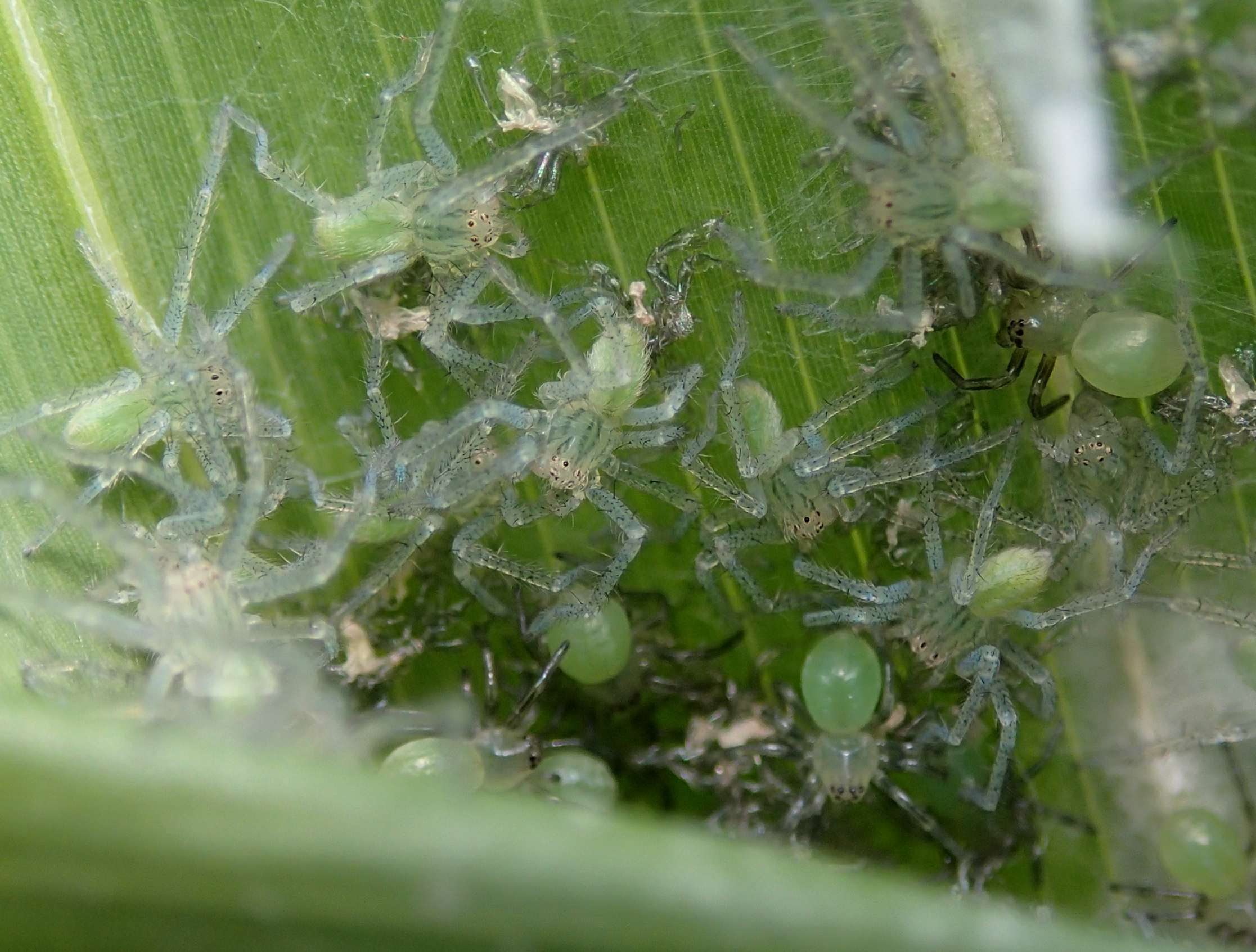 Micrommata virescens (sling e prima muta) - Lughignano (TV)