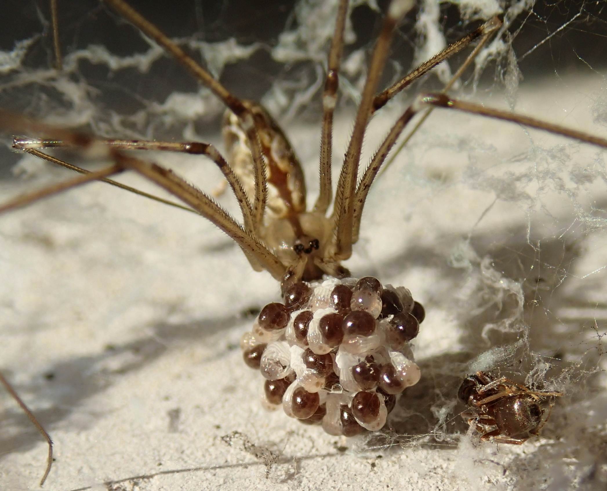 Holocnemus pluchei schiusa - Treviso