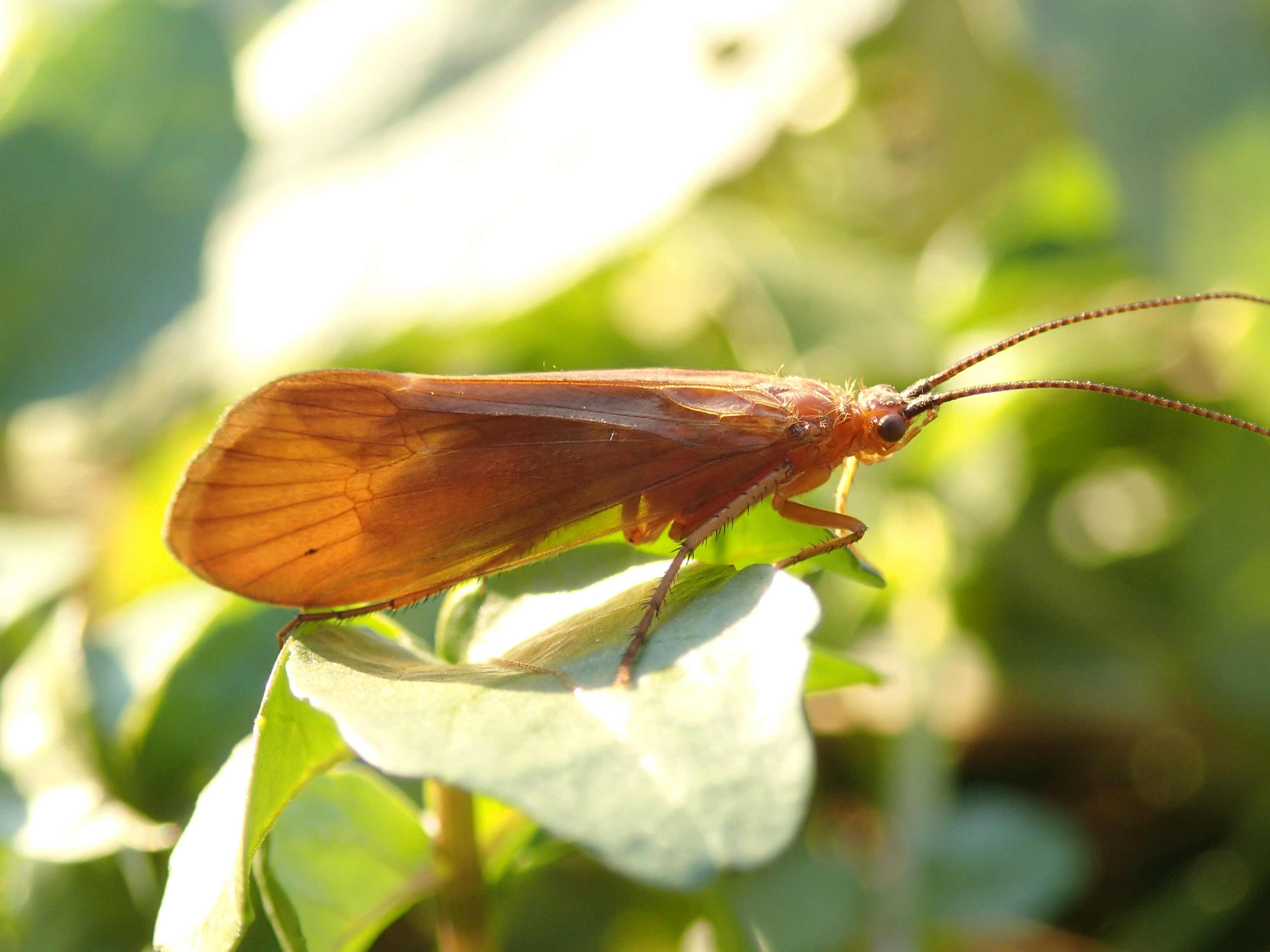 Limnephilidae: Anabolia lombarda