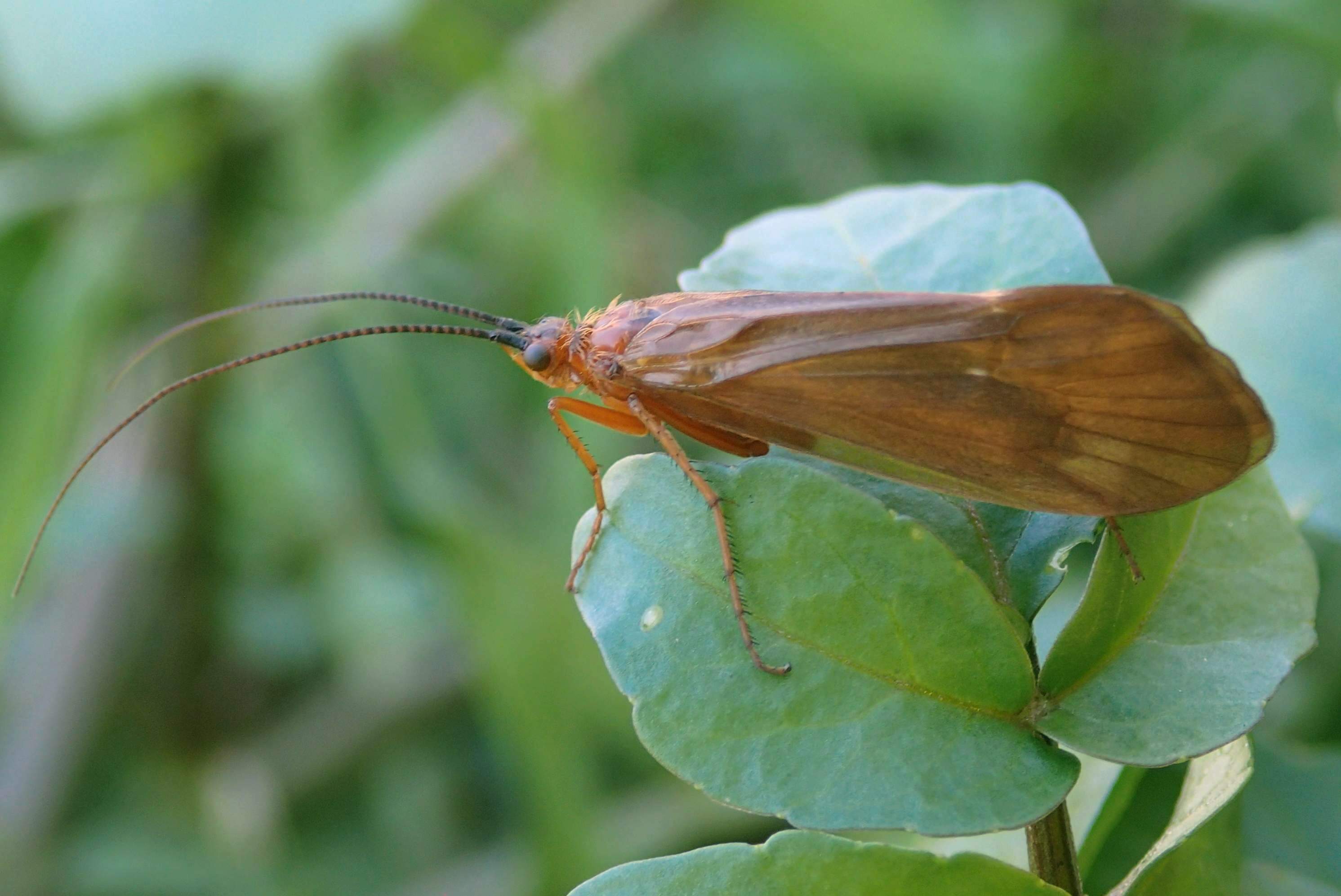 Limnephilidae: Anabolia lombarda