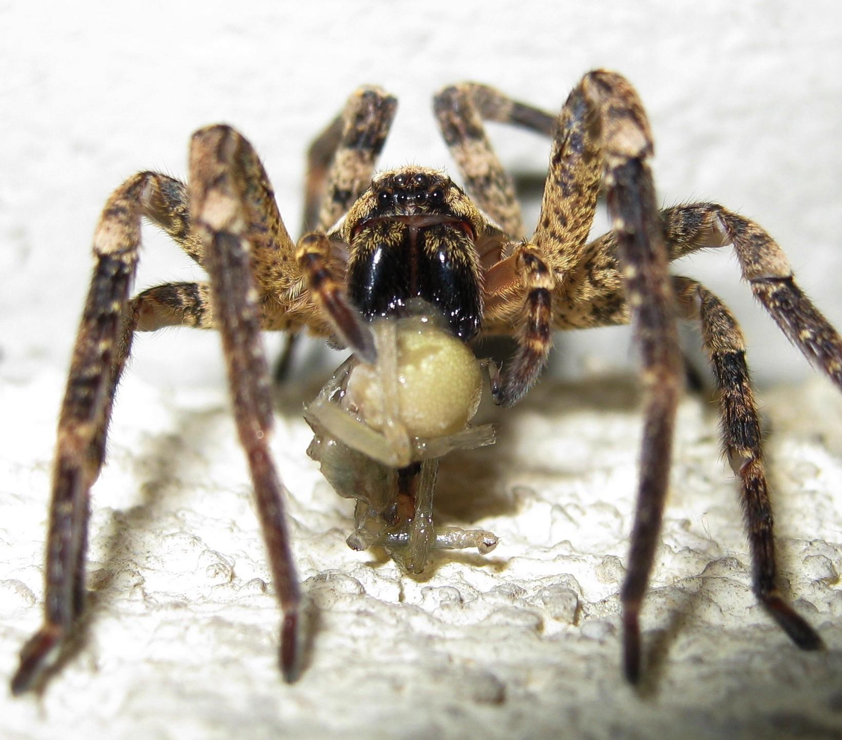 Zoropsis spinimana preda Cheiracanthium mildei - Treviso