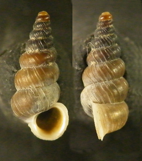 Cochlostoma dalla Majella