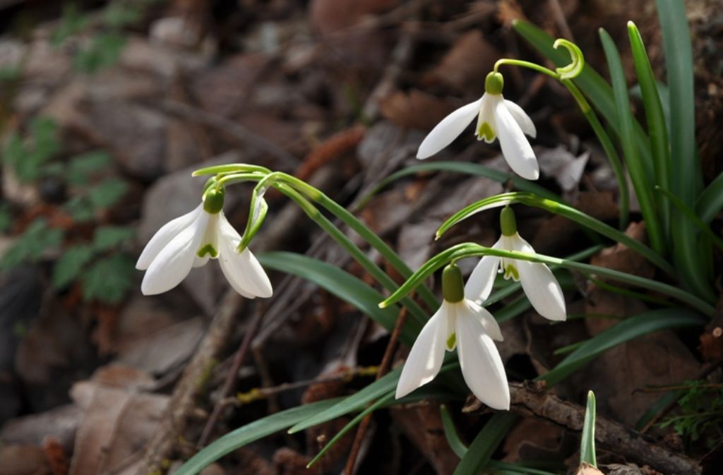 Le ultime arrivate tra le piante gi fiorite