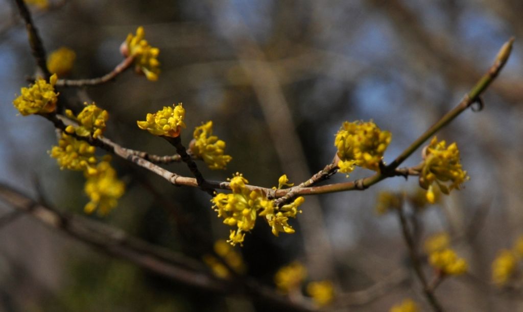 Le ultime arrivate tra le piante gi fiorite