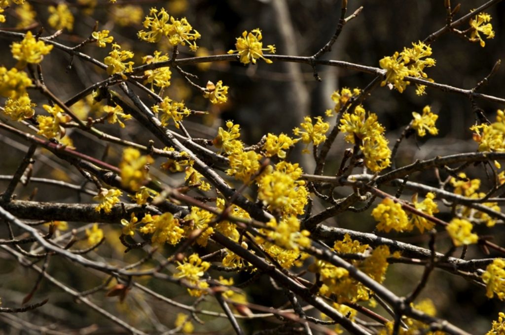 Le ultime arrivate tra le piante gi fiorite