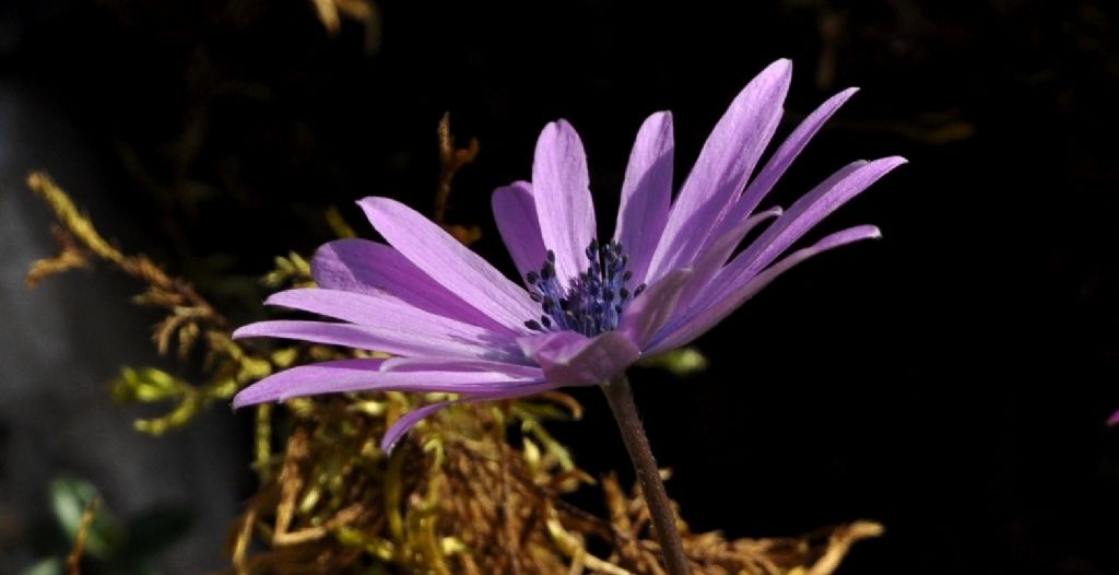 Le ultime arrivate tra le piante gi fiorite