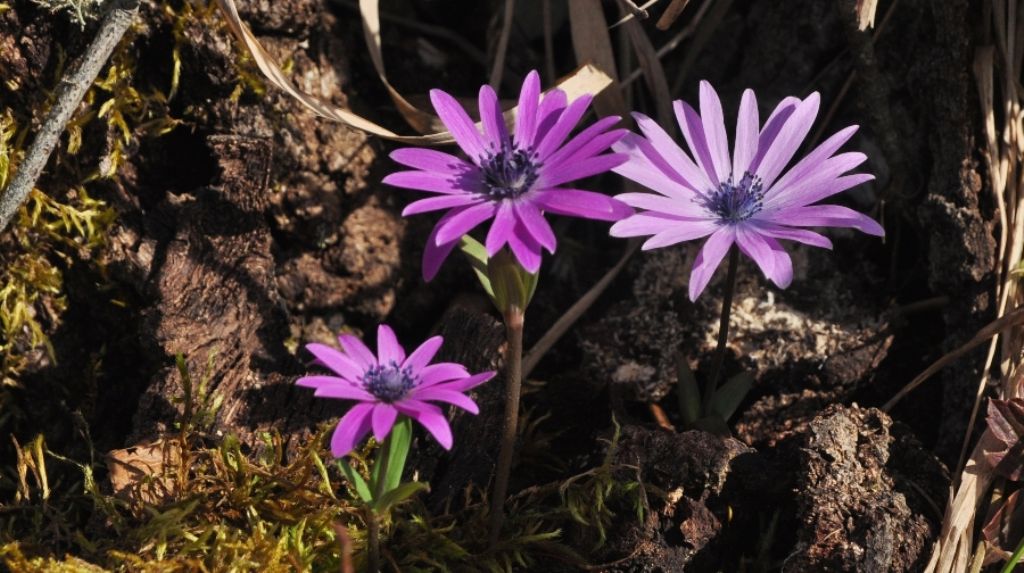 Le ultime arrivate tra le piante gi fiorite