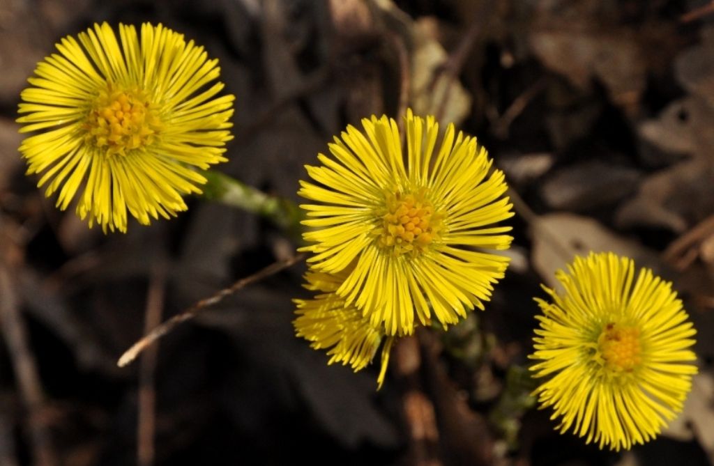 Le ultime arrivate tra le piante gi fiorite