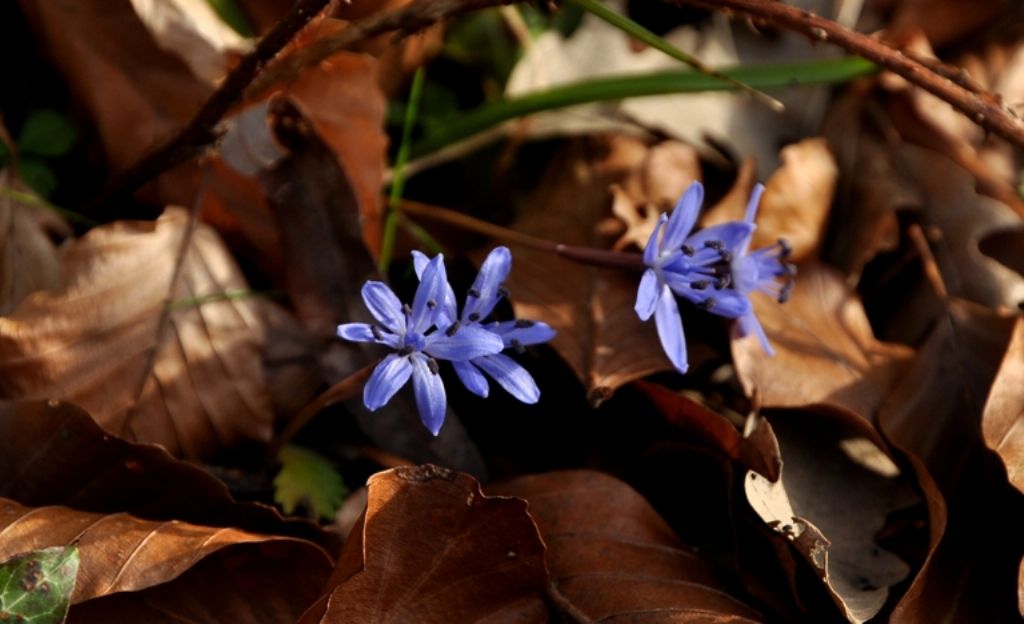 Le ultime arrivate tra le piante gi fiorite