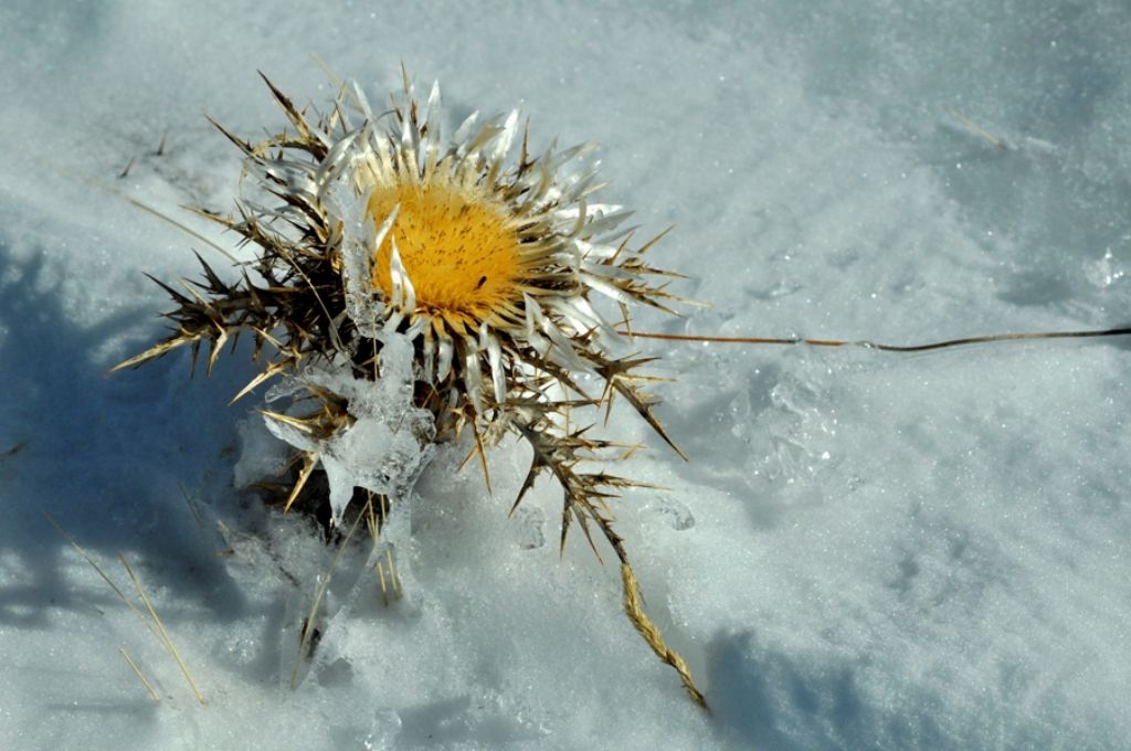 Vecchi Cardi nella Neve