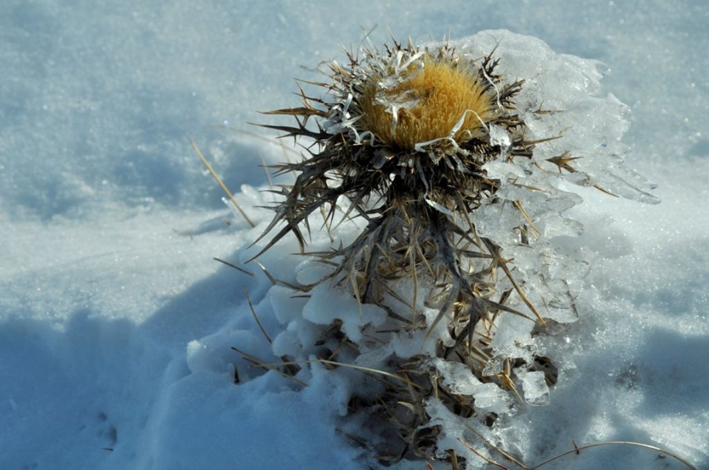 Vecchi Cardi nella Neve