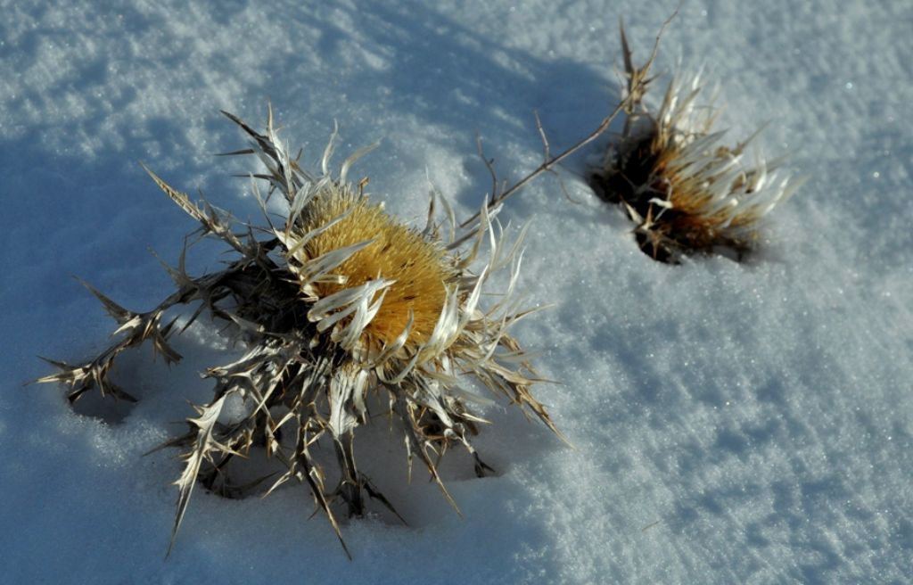 Vecchi Cardi nella Neve