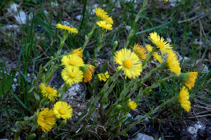 Le ultime arrivate tra le piante gi fiorite