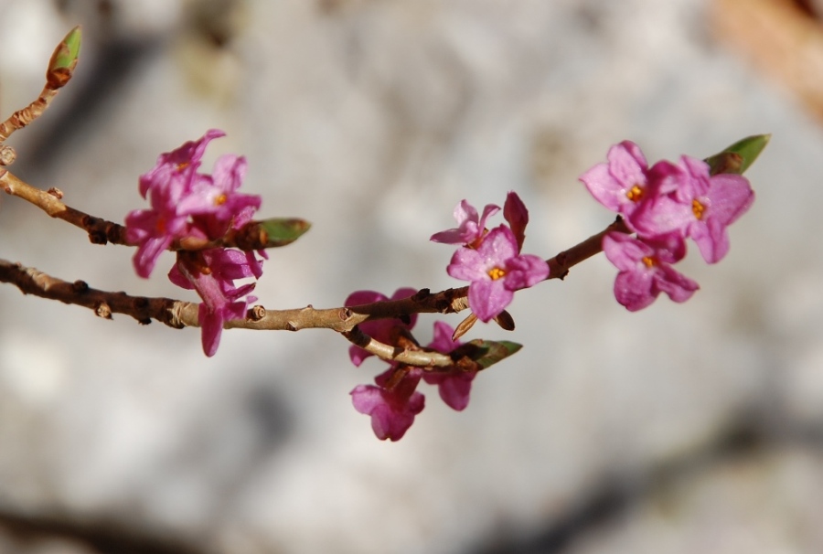 Le ultime arrivate tra le piante gi fiorite