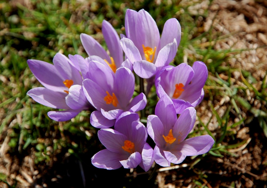 Le ultime arrivate tra le piante gi fiorite