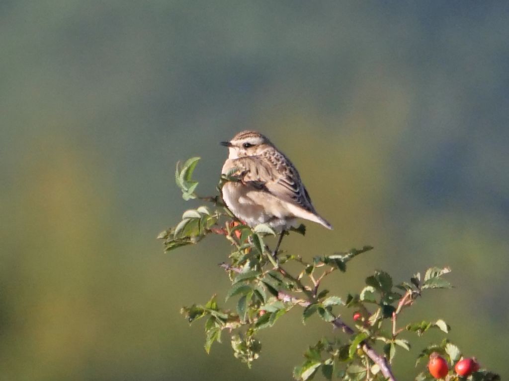 Stiaccino (Saxicola rubetra)