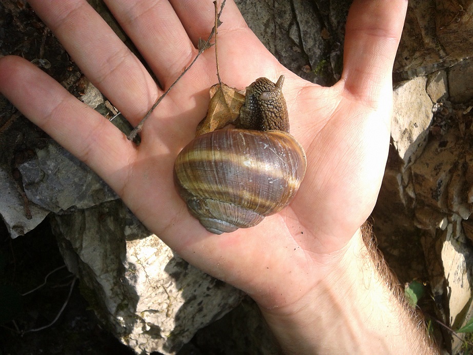 Identificazione chiocciola