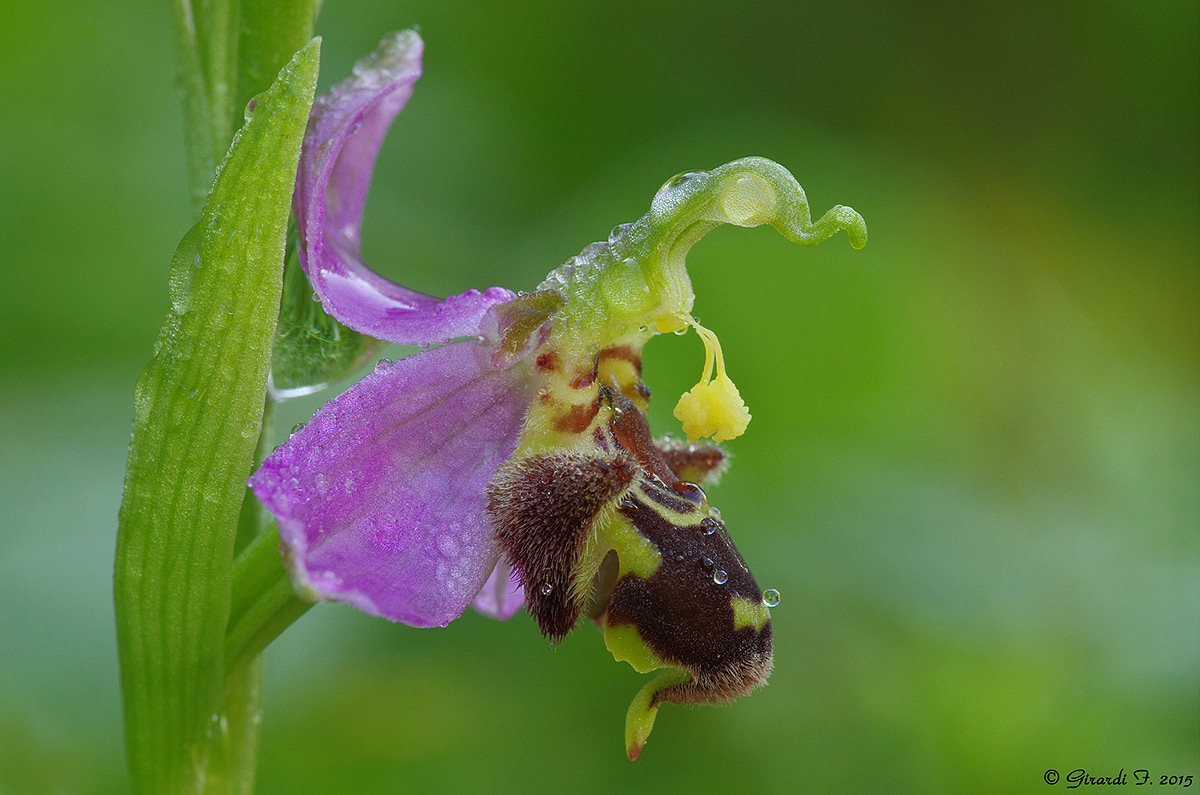 Ophrys apifera