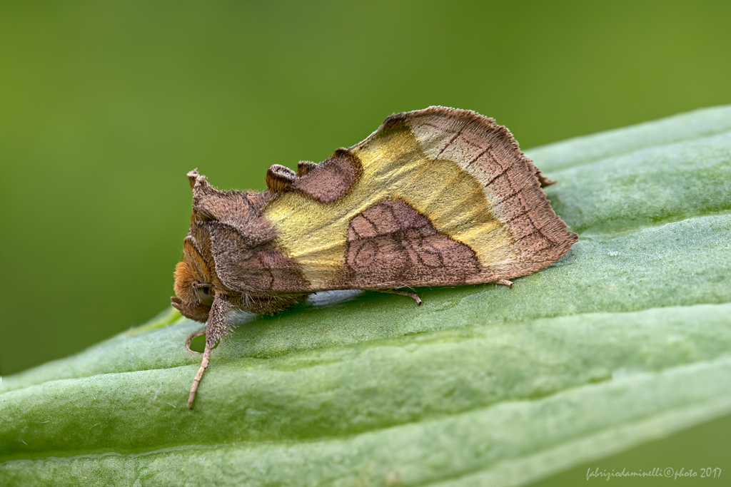 falena da identificare - Diachrysia stenochrysis, Noctuidae