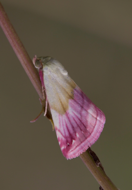 lepidottero da identificare - Eublemma purpurina, Erebidae