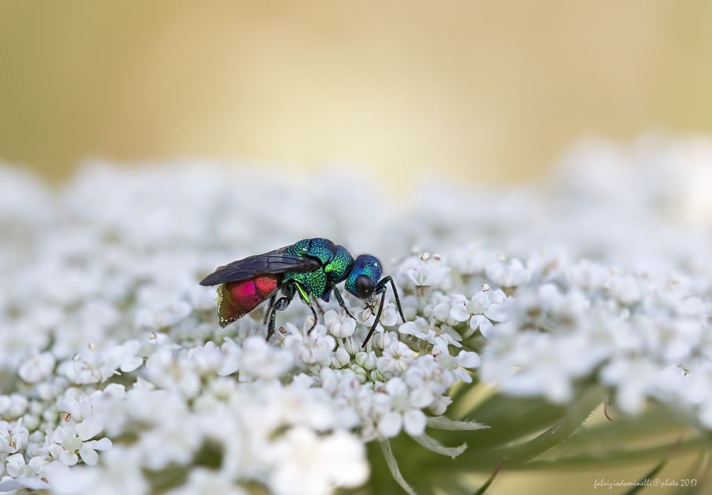 Chrysididae da identificare