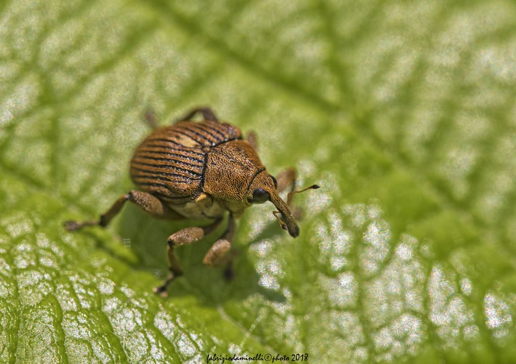 Curculionidae:  Mononychus punctumalbum