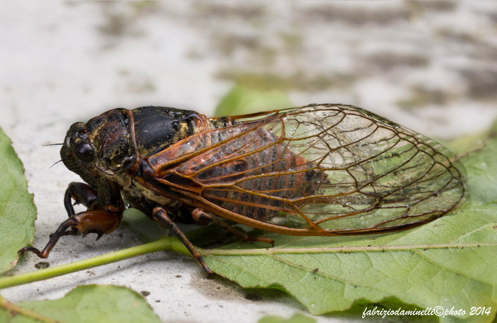 cicala da determinare