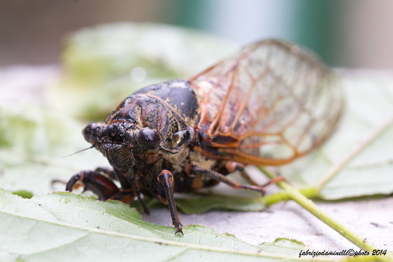 cicala da determinare