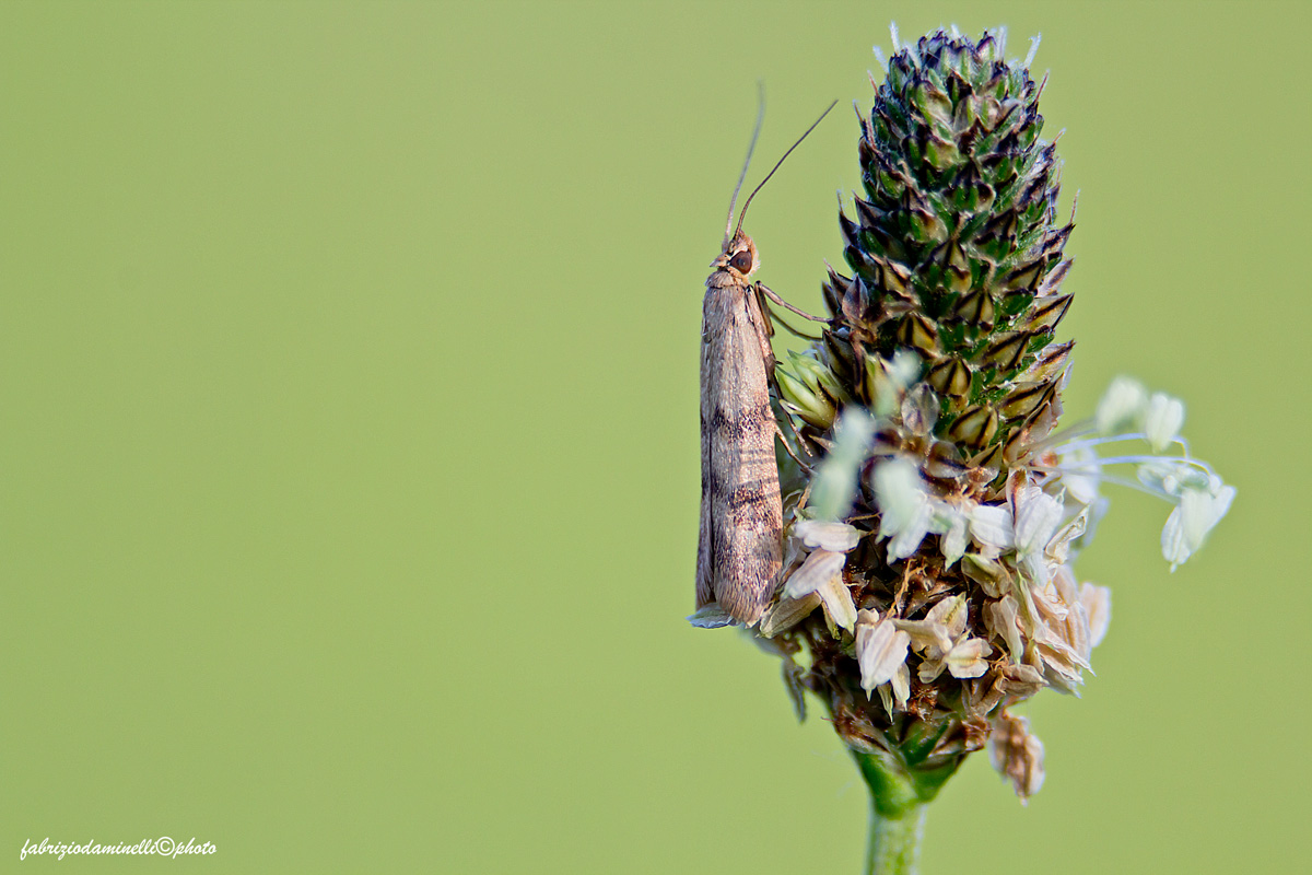 lepidoptera da determinare - Homoeosoma sinuella