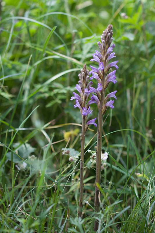 Orobanche purpurea / Succiamele azzurro