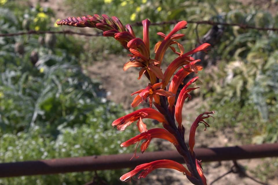 Chasmanthe floribunda