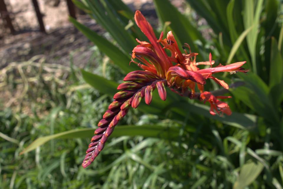 Chasmanthe floribunda