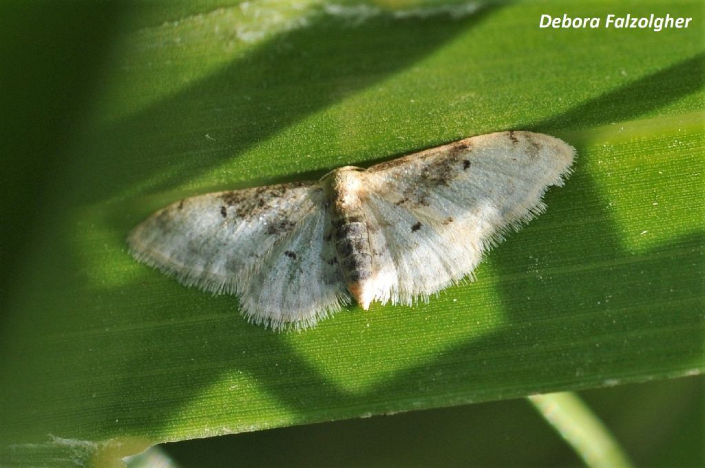 Idaea?