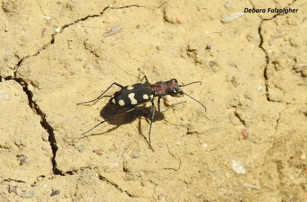 Carabidae: Cephalota maura cupreothoracica?  S !