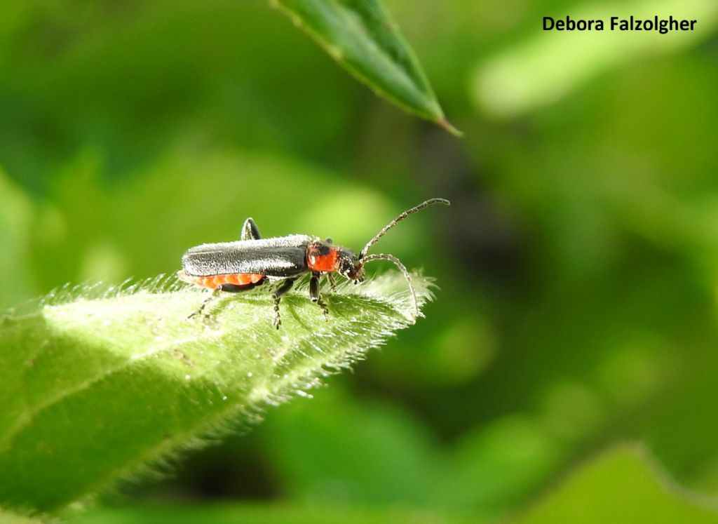 Malachius sp.? No, Cantharis praecox (Cantharidae)