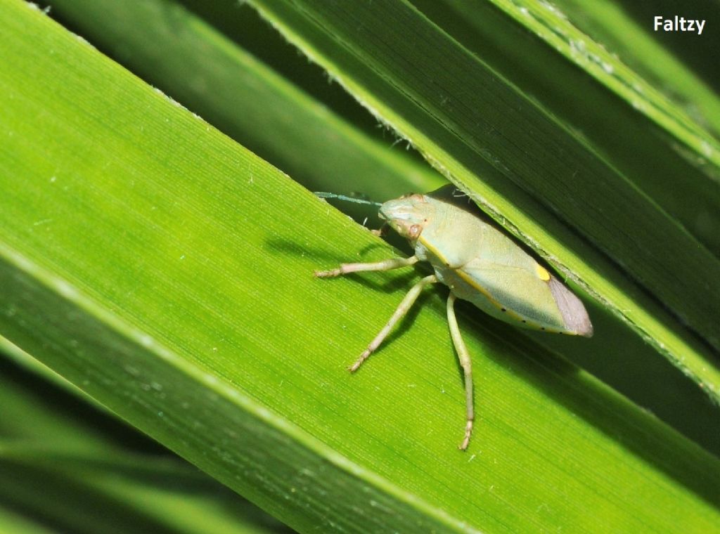 Pentatomidae: Brachynema germari?....quasi: Brachynema cinctum