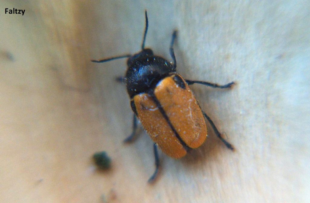 Chrysomelidae: Tituboea biguttata e Cryptocephalus rugicollis