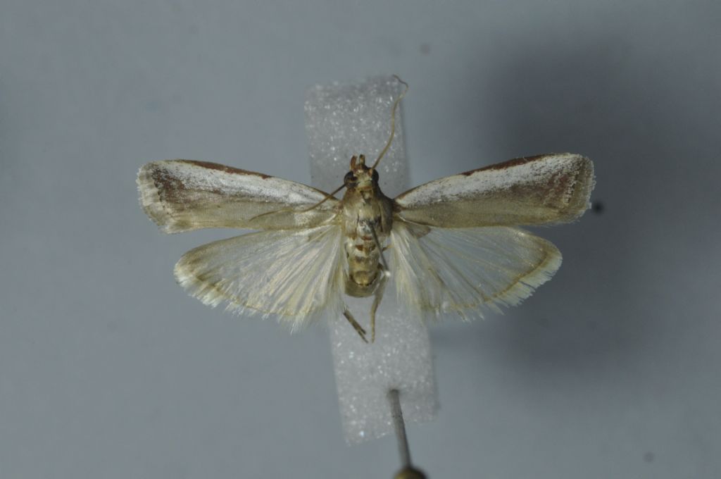 ID of Pyraloid species from Malta - Denticera divisella