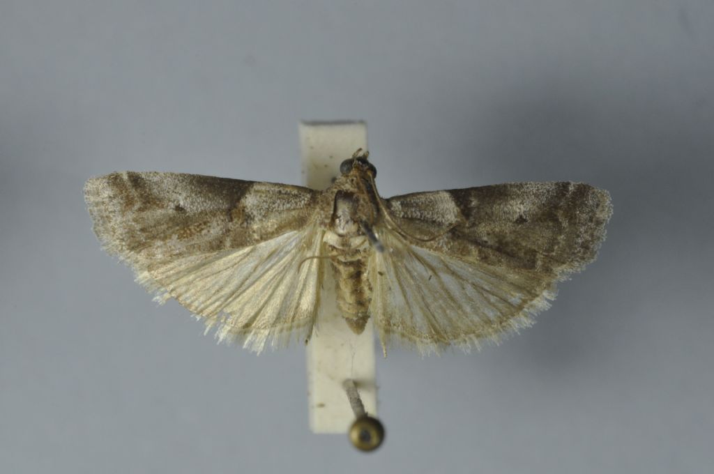 Phycitinae da Malta per ID - Acrobasis sp.