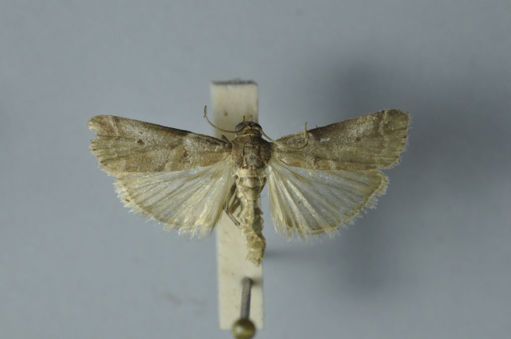 Phycitinae da Malta per ID - Acrobasis sp.