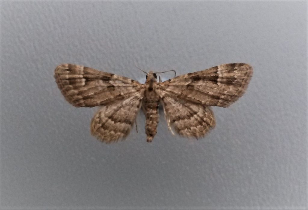 Geometridae da Malta per ID - Gymnoscelis rufifasciata