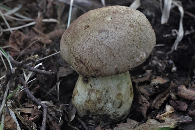 Boletus da determinare