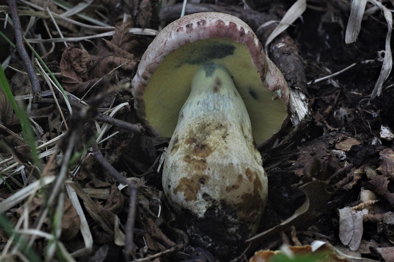 Boletus da determinare