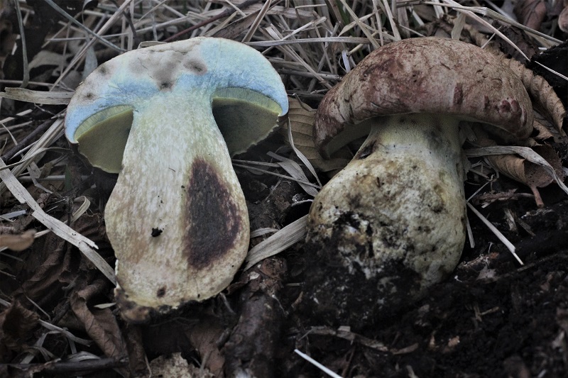 Boletus da determinare