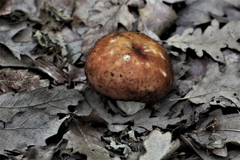 determinazione funghi